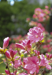Pink Azaleas in suburban garden