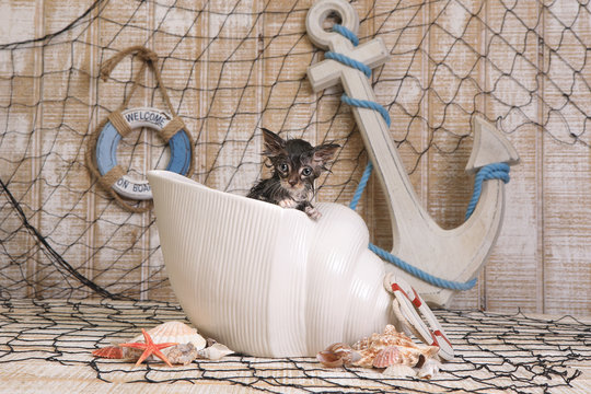 Dripping Wet Kitten on Ocean Themed Background