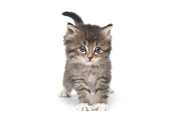 Obraz premium Cute Tiny Kitten on a White Background
