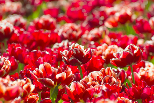 Flowerbed with red tulips