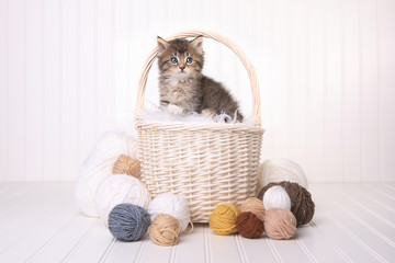 Fototapeta na wymiar Cute Kitten in a Basket With Yarn on White