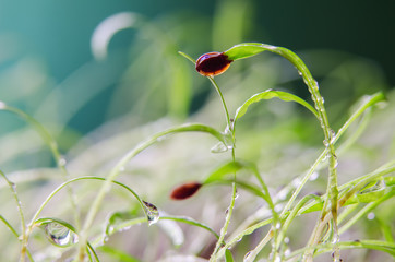 Green germinated sprouts