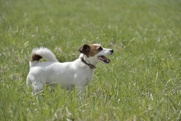 The dog the Jack Russell Terrier close up costs with open mouth sideways against green meadow