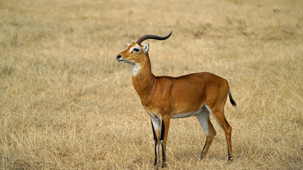 Unicorn, an Ugandan Kob in Queen Elizabeth National Park, Uganda