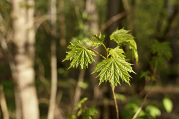 Young leaves of the maple the background of the spring forest