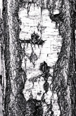 Fototapeta na wymiar Birch bark, nature background