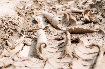 Dry land in the desert, dry mud from evaporated water.