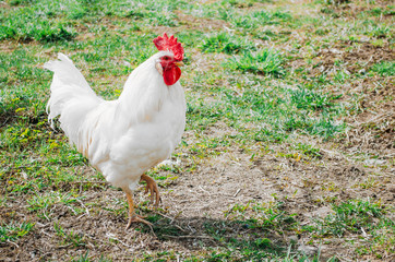 Rooster with a red crest crows in the summer in the village.