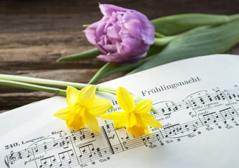 Alte Musiknoten mit lila Tulpe und Narzissen, Narcissus pseudonarcissus, Frühling, Ostern  - 152444037