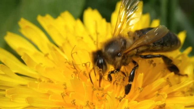 Close up bee on dandelion.