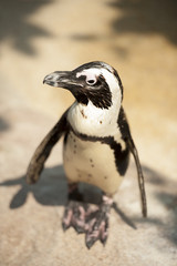 Obraz premium A penguin looking for partner.