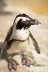 Naklejka premium A penguin looking for partner.