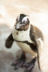 A young penguin looking for partner.