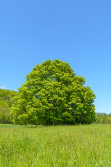 Obraz premium Linde Baum im Sommer 