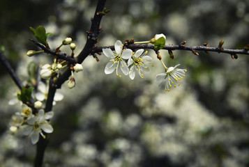 retro branch with white flowers