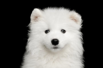 Portrait of Furry White Samoyed Puppy isolated on Black background, front view