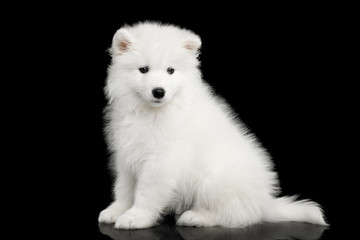 Cute White Samoyed Puppy Sitting isolated on Black background, side view