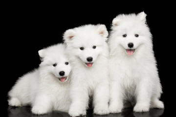 Three White Samoyed Puppies friendly Sitting together isolated on Black background, front view