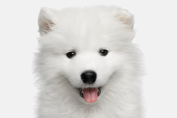 Portrait of Furry Samoyed Puppy isolated on White background, front view