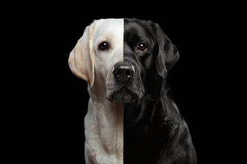 Portrait of Two-faced Labrador retriever Dog with gold and black Fur on isolated background, front...