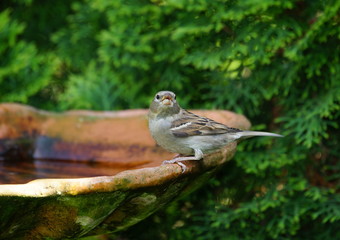 Sperling,Spatz,Vogeltränke