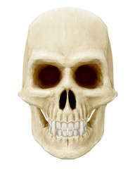 The vampire skull on white background. 3d rendering.