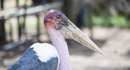 Portrait of a Wild Maribou Stork (Leptoptilos crumenifer) in Northern Tanzania