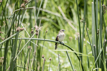 Female Long-tailed Widowbird (Euplectes progne) Perched on a Stalk in a Wetland in Northern Tanzania