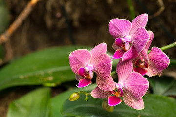 beautiful orchid flowers