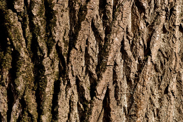 texture of tree bark