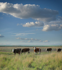 Cows grazing in a pasture on a cloudy morning