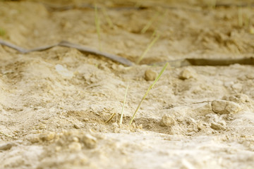 Garden lemon grass, lemon grass farm