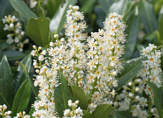 Blühender Kirschlorbeer, Prunus laurocerasus
