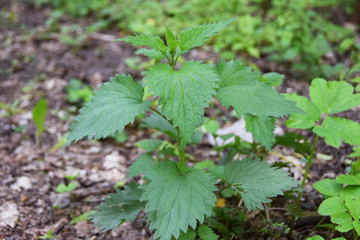 nettle