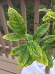 Droplettes on a Leaf