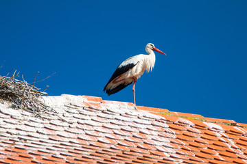     White stork on the house roof in morning, nature park Lonjsko polje, Croatia  © ilijaa
