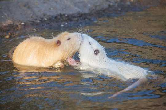 two young nutrias play in the water