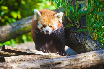 Portrait of a cute Red Panda