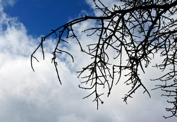 Tree branches against the sky