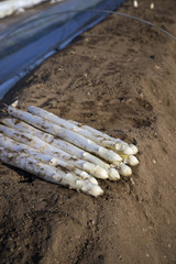 Frisch gestochender wei&szlig;er Spargel als close-up im Spargelfeld