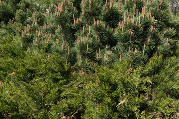 pine and arborvitae