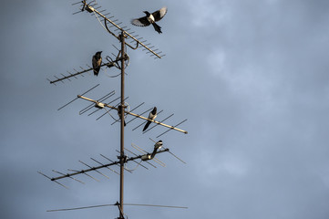 Crow and magpies