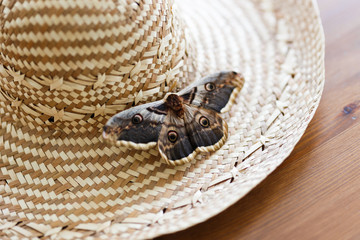 Close up of giant peacock moth Saturnia pyri sitting on straw hat.