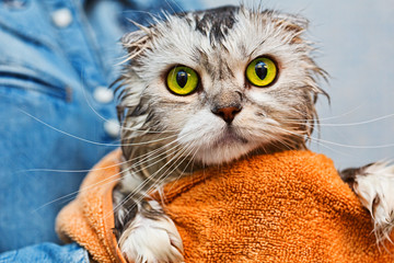 Green eyed just washed cat
