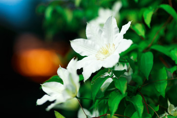 Close up photo of white clematis flowers in a garden.