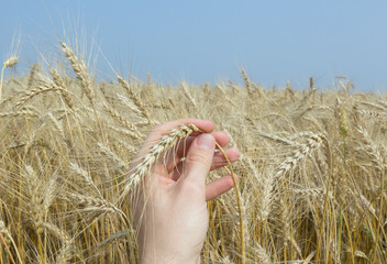 Wheat ears in the hands. Harvest concept