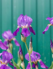 Close up photo of Iris flower in the garden.