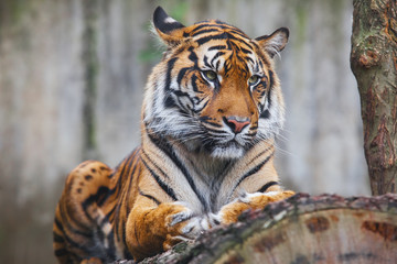 Beautiful and endangered female Sumatran Tiger