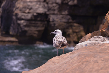 A lonely Seagull on the rocky shore against the sea
