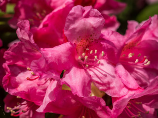 Rhododendronblüte Rot